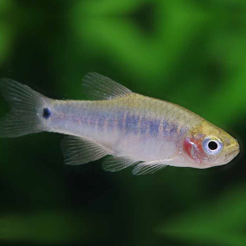 ミクロラスボラ エリスロミクロン